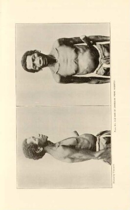Plate XII. Old man of Zambales (Pure negrito)
