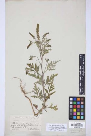 Ambrosia artemisiifolia L.