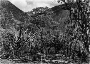 Trockenvegetation : Berglandschaft mit Kakteen