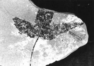 Ahorn (Acer angustilobium). Blattabdruck auf oberoligozänem Schiefer der Schieferhalde von Seifhennersdorf (Kreis Zittau)