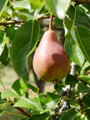 Sorte: Clapps Liebling - Baum 64