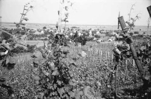 Seefelden: Weinberge bei Seefelden; mit Ort