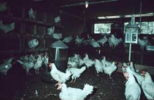 Fotografie: Tierproduktionsverfahren, Legehennenhaltung