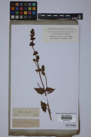 Salvia lyrata L.