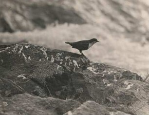 Wasseramsel (Cinclus cinclus L. ) auf Lieblingsstein (mit Kalkflecken)