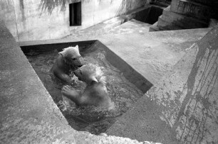 Nachwuchs bei den Eisbären im Karlsruher Zoo