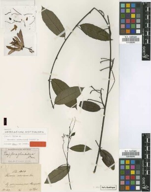 Tacsonia subcoriacea Garcke [type]