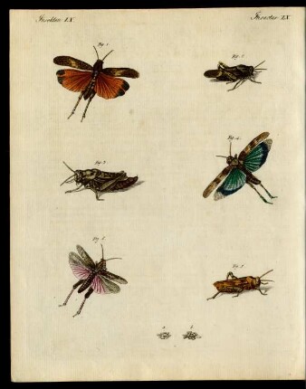 Teutsche Heuschrecken.