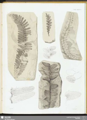 Tab. XXXVII