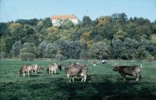 Braunviehherde auf dem Veitshof vor dem Weihenstephaner Berg