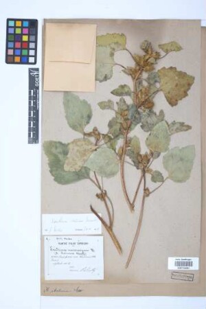 Xanthium italicum Moretti