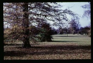 Tiergarten 30.10.65.