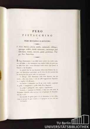 Pero Pistacchino o Pero Bugiardo d´Autunno