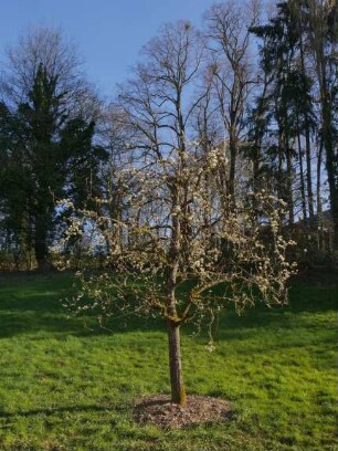 Sorte: Gräfin von Paris - Baum 180