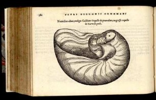 Nautilus alter, vulgo Gallico