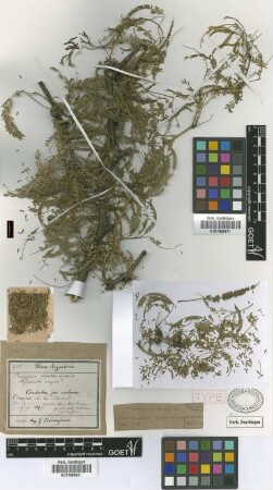 Prosopis algarobilla Griseb. var. nigra Griseb.[syntype]