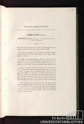 Traité des abres fruitiers. Abricotée rouge. Prunus decora, fructu magno, ovato, primùm dilutè rubro, dein ad colorem cyani transeunte.