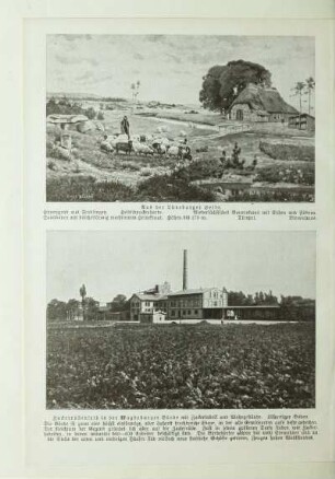 Zuckerrübenfeld in der Magdeburger Börde mit Zuckerfabrik und Wohngebäude. Lößartiger Boden