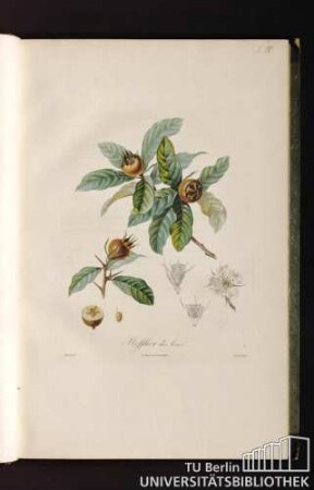 Pl. IV. Nefflier des bois.