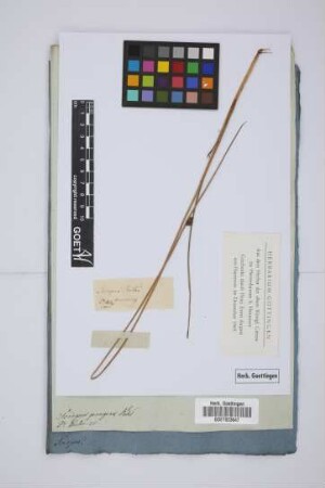Scirpus Rothii