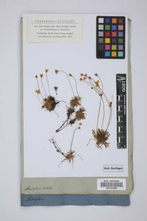 Androsace lactea