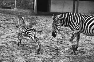 Nachwuchs bei den Zebras im Karlsruher Zoo.