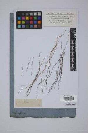 Fucus filum L.
