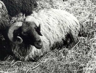 Viehbeschau in Sonnewalde : Viehwirtschaft - häusliche Viehwirtschaft. Ort: Sonnewalde, Kreis Finsterwalde. Viehmusterung des Kreises Finsterwalde (auf dem neuen Reitplatz)