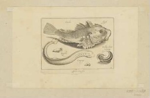Knurrhahn, Neunauge und Schneckenhaus, Blatt 4 der Folge "Fische und andere Meerestiere"