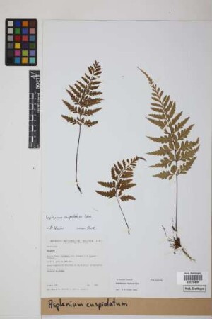Asplenium cuspidatum Lam.
