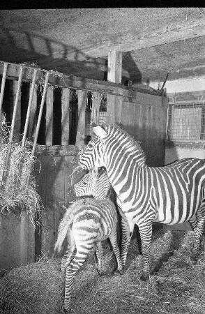 Nachwuchs bei den Jaguars im Karlsruher Zoo
