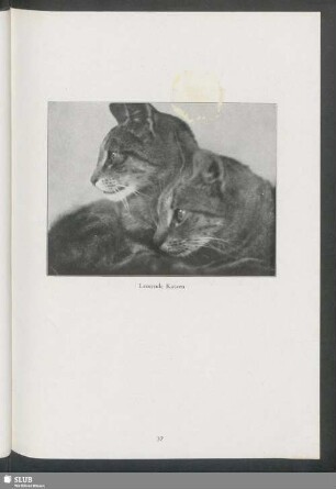 Lauernde Katzen