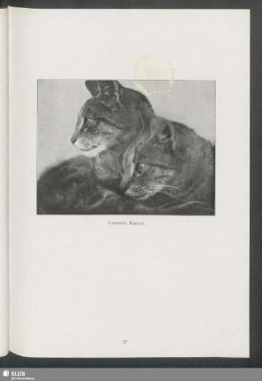 Lauernde Katzen