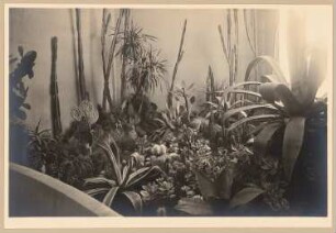 Fotoalbum: Ausstellungsgarten Jubiläums-Gartenbau-Ausstellung 1926, Dresden: Kakteen in einer Ausstellungshalle