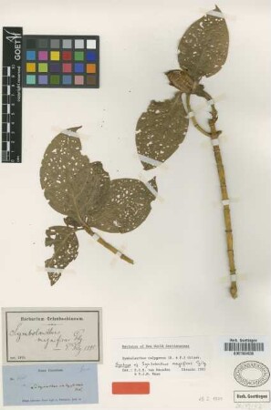 Symbolanthus magnificus Gilg [type]