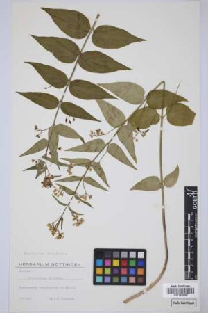 Vincetoxicum officinale Moench