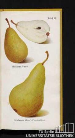 Tafel IX. Madame Verté und Calebasse (Bosc's Flaschenbirne).