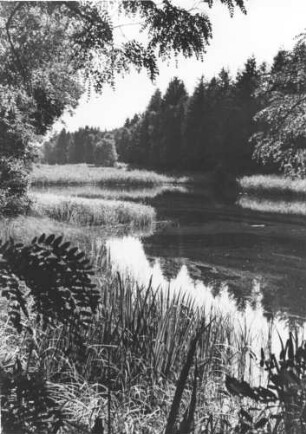 Fischteich in der Nordheide (nördliche Lüneburger Heide)