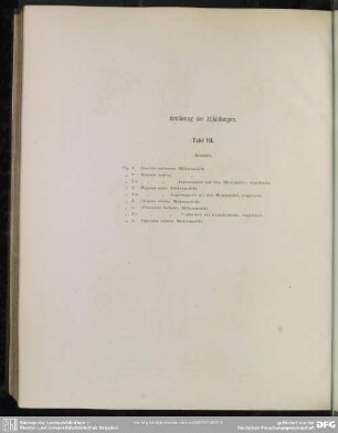Erklärung der Abbildungen. Tafel VII