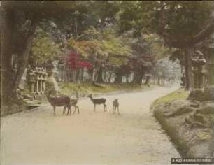 Parkweg mit Rehen zum Kasuga-jinja