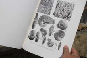 Fossilienfunde an der Baustelle des Erweiterungsbaus des Kreishauses Heidkamp