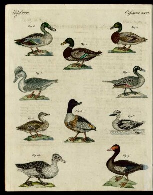 Enten verschiedener Art.