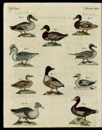 Enten verschiedener Art.