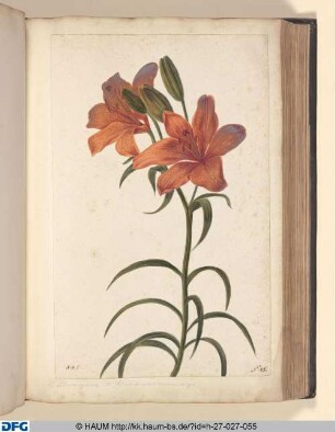 Lilium igneum. A: Lilium purpureo eroceum. Majus.