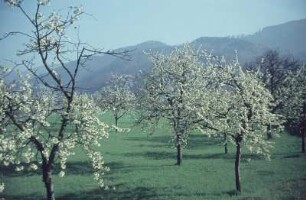 Schwarzwald. Wiese mit Obstbäumen in der Nähe von Weil?