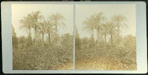 Palm Trees & Orange Groves, Jaffa. [Jaffa, Palmenbäume und Orangenhain]