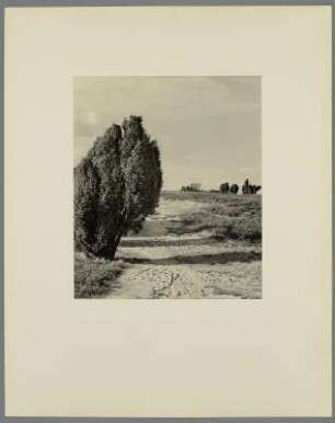 Landschaft mit Laubbäumen