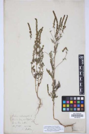 Ambrosia artemisiifolia L.