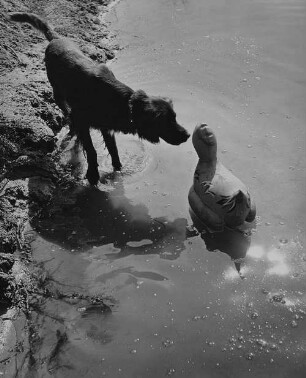 Archivfotografie "motive_tiere_haus_hunde_1928"
