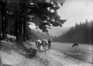 Ochsengespann im Preßnitztal : auf der Preßnitzaue zwischen Steinbach und Schmalzgrube